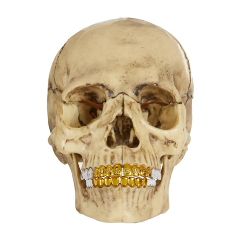 Supreme 4D Model Human Skull Natural